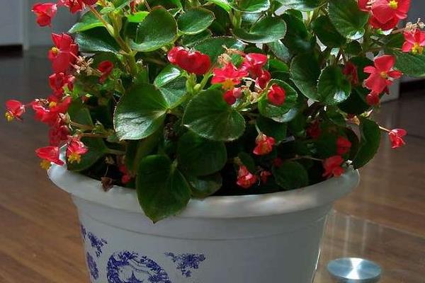 四季海棠有毒嗎 四季海棠能放在臥室里養(yǎng)嗎