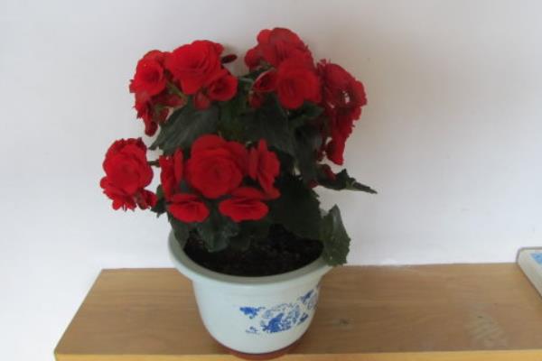 四季海棠有毒嗎 四季海棠能放在臥室里養(yǎng)嗎