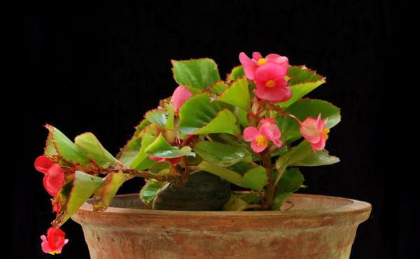 四季海棠圖片大全 四季海棠花語及寓意