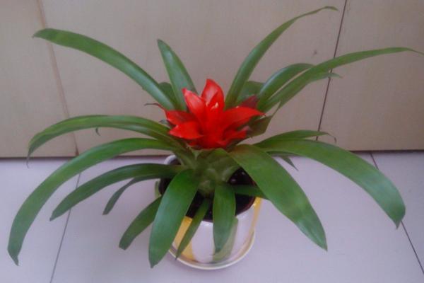 鴻運(yùn)當(dāng)頭有毒嗎 鴻運(yùn)當(dāng)頭能放在室內(nèi)臥室養(yǎng)嗎