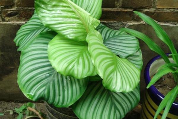圓葉竹芋有毒嗎 家庭能養(yǎng)殖圓葉竹芋嗎