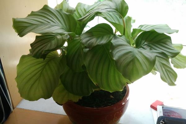 圓葉竹芋有毒嗎 家庭能養(yǎng)殖圓葉竹芋嗎