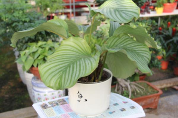 圓葉竹芋有毒嗎 家庭能養(yǎng)殖圓葉竹芋嗎