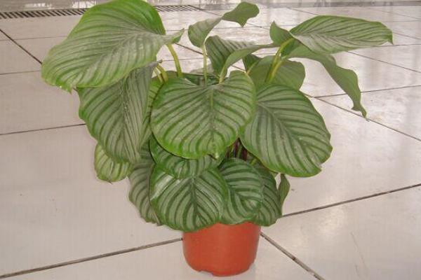 圓葉竹芋有毒嗎 家庭能養(yǎng)殖圓葉竹芋嗎