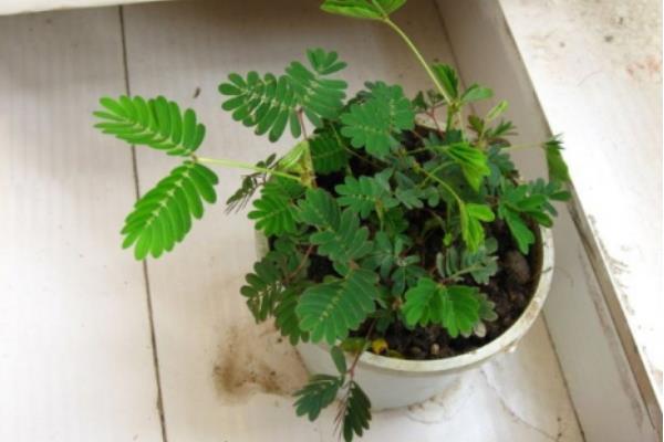 含羞草種子怎么種 含羞草什么時候種