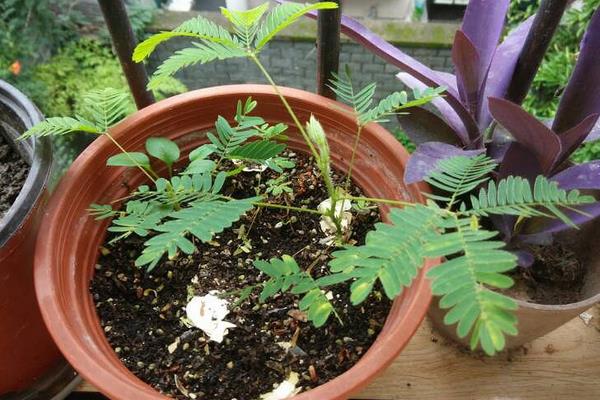 含羞草種子怎么種 含羞草什么時候種