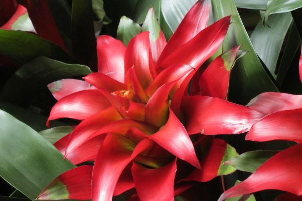 鴻運(yùn)當(dāng)頭怎么澆水（多久澆一次） 鴻運(yùn)當(dāng)頭擺放哪里最好