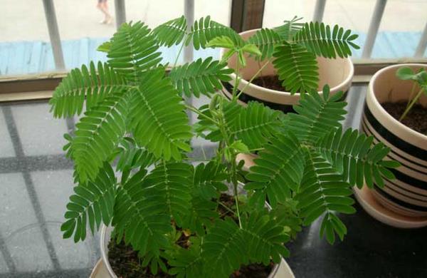 含羞草種子怎么種 含羞草什么時候種