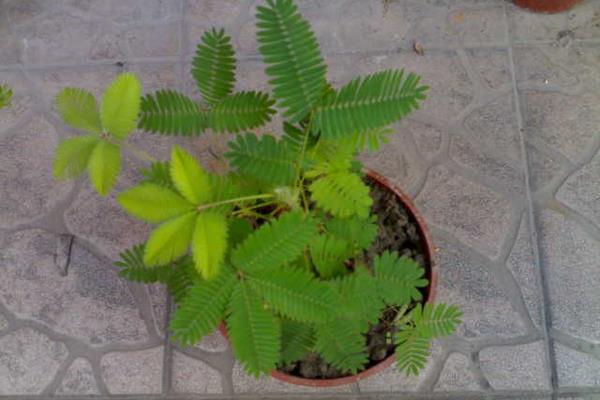 含羞草種子怎么種 含羞草什么時候種