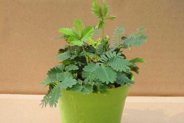 含羞草種子怎么種 含羞草什么時候種