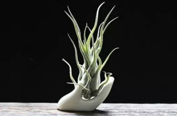 空氣鳳梨怎么養(yǎng)長的快 空氣鳳梨養(yǎng)殖方法與注意事項