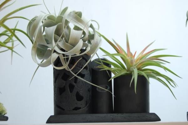 空氣鳳梨怎么養長的快 空氣鳳梨養殖方法與注意事項