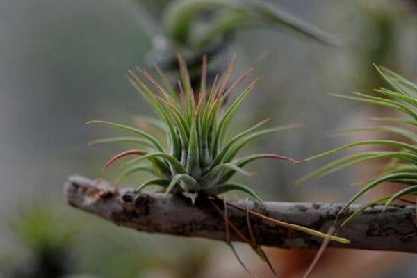 空氣鳳梨怎么養長的快 空氣鳳梨養殖方法與注意事項