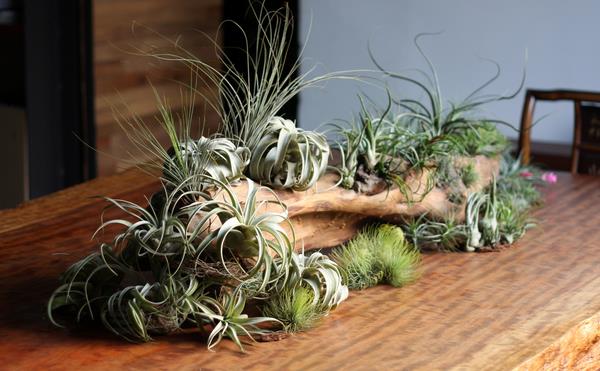 空氣鳳梨怎么養長的快 空氣鳳梨養殖方法與注意事項