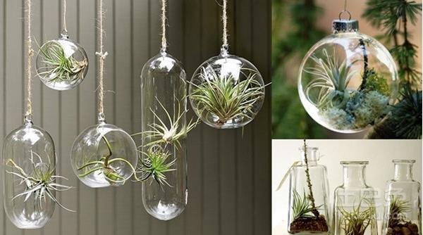 空氣鳳梨怎么養長的快 空氣鳳梨養殖方法與注意事項