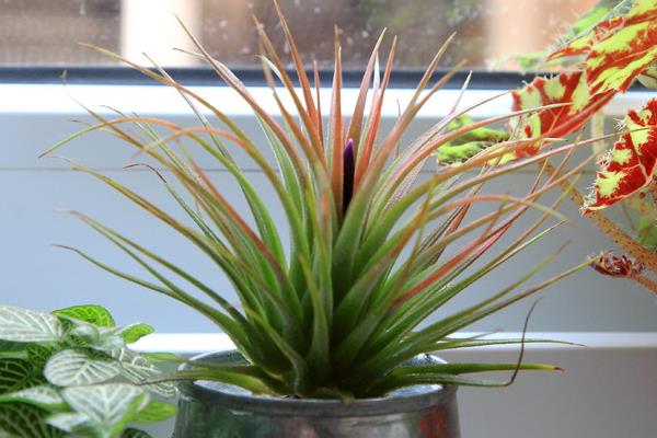 空氣鳳梨怎么養長的快 空氣鳳梨養殖方法與注意事項