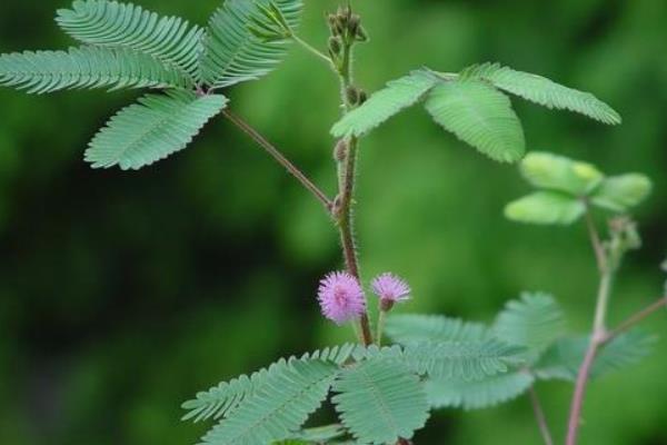 含羞草為什么會害羞 含羞草為什么會合攏