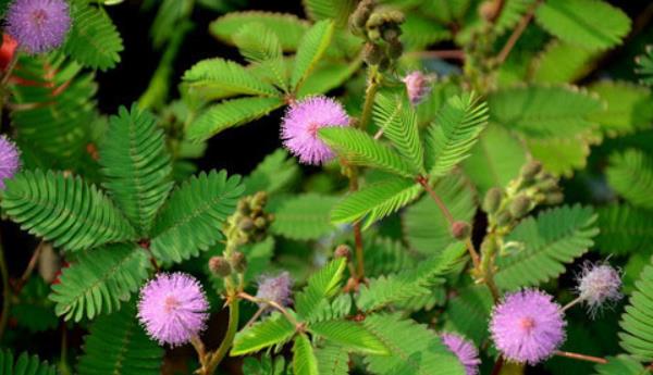 含羞草為什么會害羞 含羞草為什么會合攏