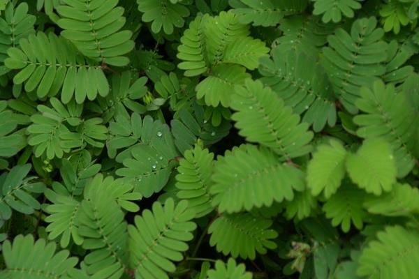 含羞草為什么會害羞 含羞草為什么會合攏