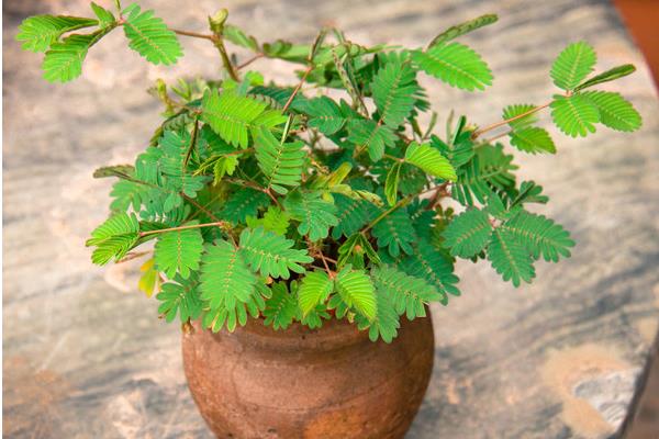 含羞草為什么會害羞 含羞草為什么會合攏