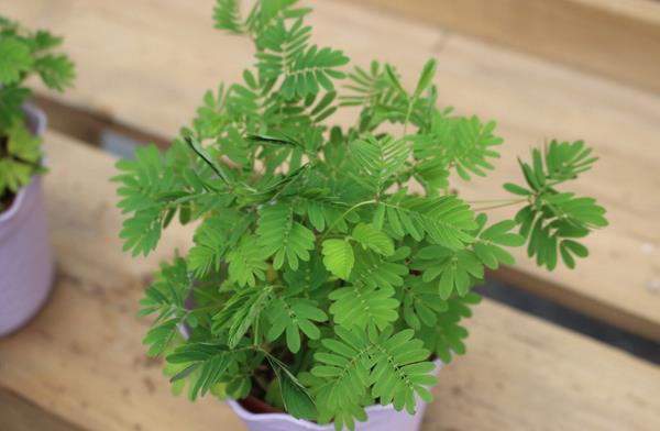 含羞草為什么會害羞 含羞草為什么會合攏