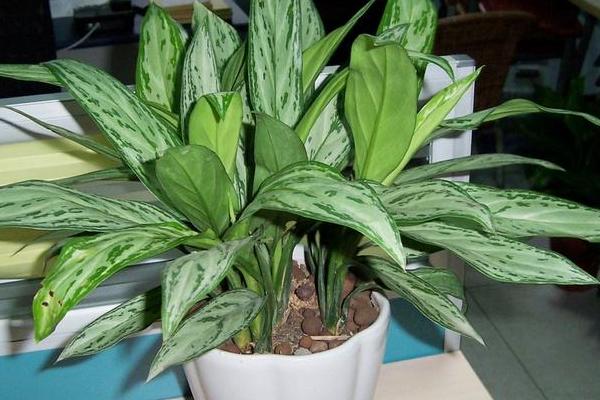 銀皇后多久澆一次水 銀皇后施肥方法