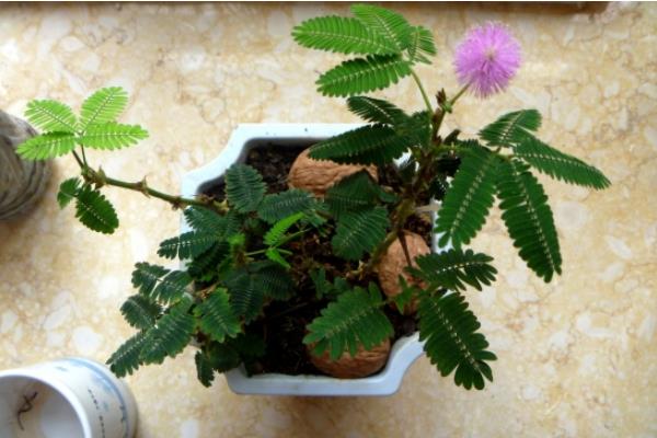 含羞草怎么養 含羞草養殖方法與注意事項