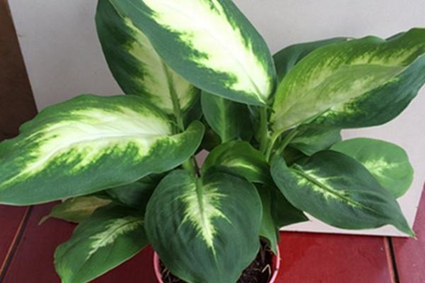 銀皇后多久澆一次水 銀皇后施肥方法