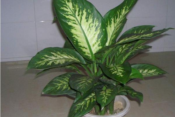 銀皇后多久澆一次水 銀皇后施肥方法