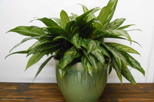 銀皇后多久澆一次水 銀皇后施肥方法