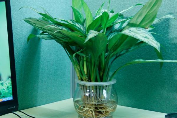 銀皇后多久澆一次水 銀皇后施肥方法