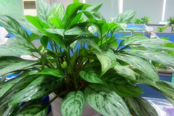 銀皇后多久澆一次水 銀皇后施肥方法