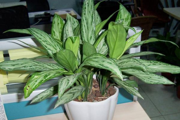 銀皇后會開花嗎(什么時候開) 銀皇后花語