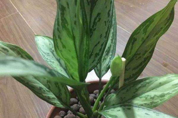 銀皇后會開花嗎(什么時候開) 銀皇后花語