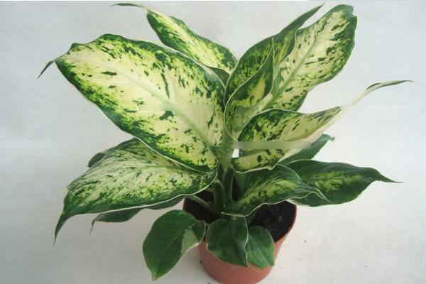 銀皇后會開花嗎(什么時候開) 銀皇后花語