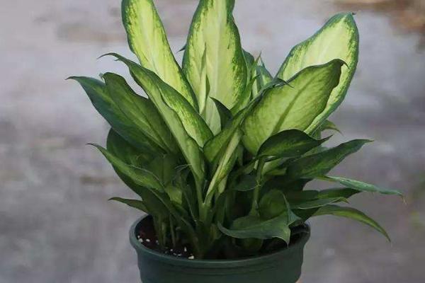 銀皇后會開花嗎(什么時候開) 銀皇后花語