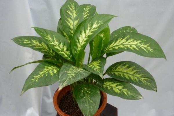 銀皇后會開花嗎(什么時候開) 銀皇后花語