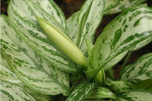 銀皇后會開花嗎(什么時候開) 銀皇后花語