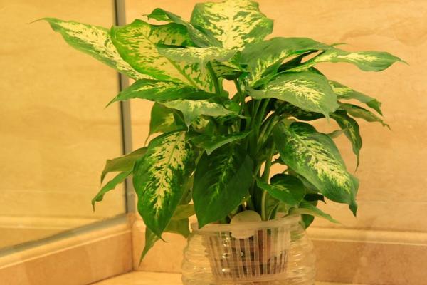 銀皇后市場價格多少錢一盆 銀皇后的養殖方法和注意事項