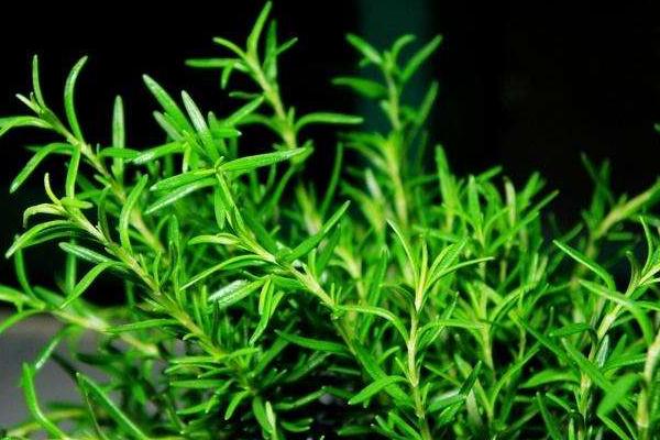 迷迭香和百里香的區(qū)別是什么 迷迭香長蟲子怎么辦