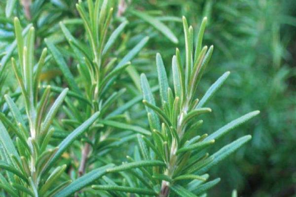 迷迭香和百里香的區(qū)別是什么 迷迭香長蟲子怎么辦