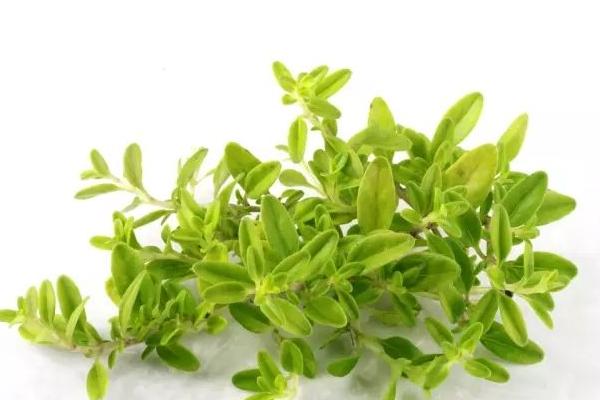 迷迭香和百里香的區(qū)別是什么 迷迭香長蟲子怎么辦