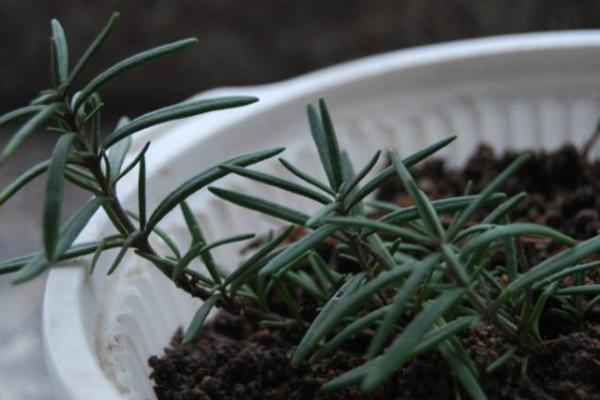 迷迭香和百里香的區(qū)別是什么 迷迭香長蟲子怎么辦