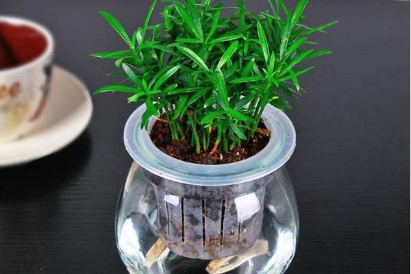 迷迭香和百里香的區(qū)別是什么 迷迭香長蟲子怎么辦