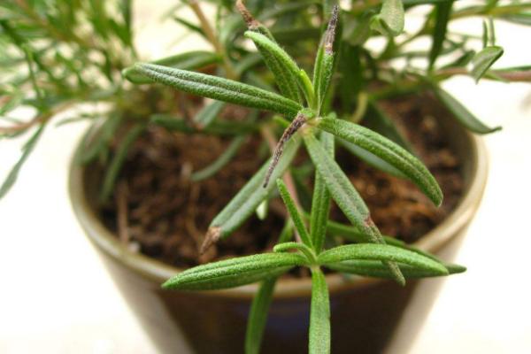 迷迭香和百里香的區(qū)別是什么 迷迭香長蟲子怎么辦