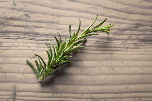 迷迭香市場價格多少錢一斤 迷迭香的養(yǎng)殖方法與注意事項