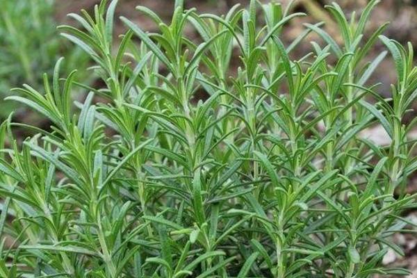 迷迭香市場價格多少錢一斤 迷迭香的養殖方法與注意事項