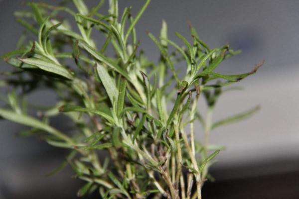 迷迭香市場價格多少錢一斤 迷迭香的養殖方法與注意事項