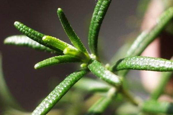 迷迭香市場價格多少錢一斤 迷迭香的養殖方法與注意事項