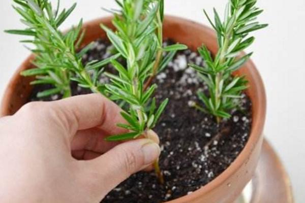 迷迭香市場價格多少錢一斤 迷迭香的養殖方法與注意事項